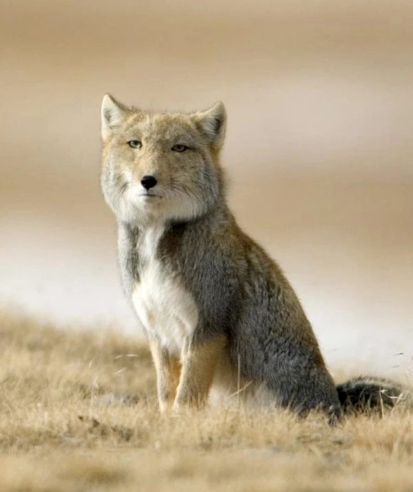 Renard_du_Tibet